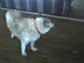 videos de Alaskan Timber Wolf  vs 3 Mischievious Puppies
