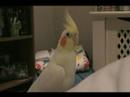 The Hooded Demon's The bird happy ...