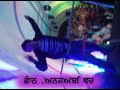 Bolly-Rem Animation
