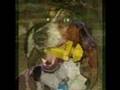 Basset Hound video