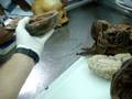 videos de Endocrine Lab 2, Part 2.wmv