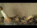Stinkhorn time lapse Stinkhorn time lapse