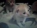 Baby Kitten Says Milk