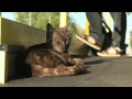 Graeme the cat gains rock star status on the Hurstbridge line Adelaide Now