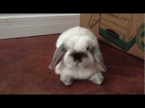Vedi il video
