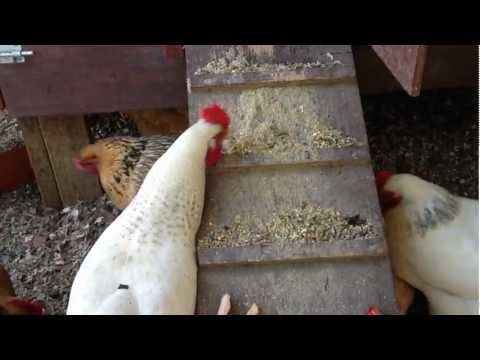 how to grow worms for chicken feed