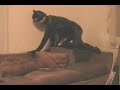 The Catman starring Mr. Entertainer