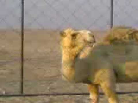 مشهدت سكس حصان