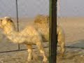 سبحان الله , بعير له ارجل حصان وذيل حصان