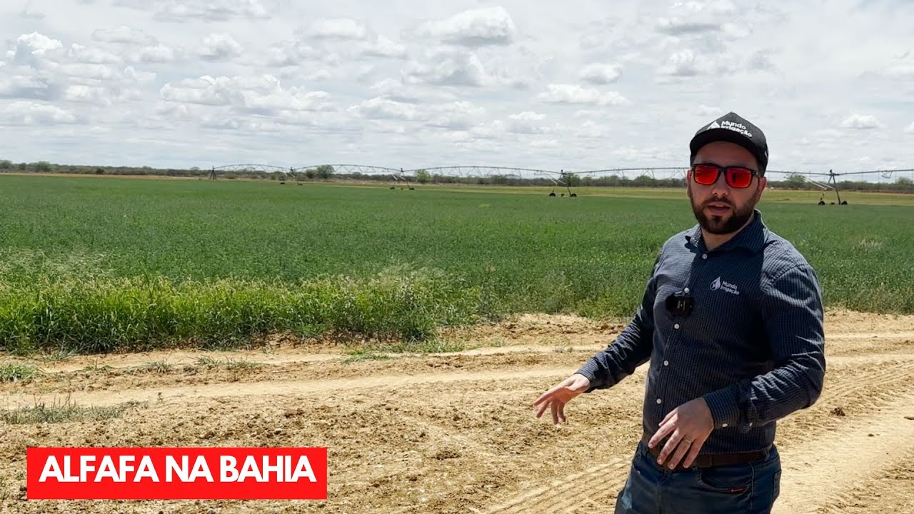 Alfafa Irrigada Na Bahia Via Pivô Central