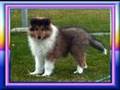Our-Rough-Collie-Div