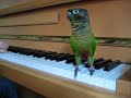 The Birdie Song - Georgie the Green Cheeked Conure Dancing!