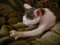 funny cats