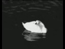 The Wild Swan at Coole The Wild Swan at Coole