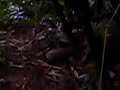 My beagle Yumin pesters a 過山刀 snake in the front yard until it strikes, a feint to give it time to make its exit. Wulai, Taiwan, May 7, 2007