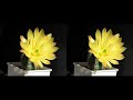 Echinocereus subinermis -stereo Echinocereus subinermis -stereo
