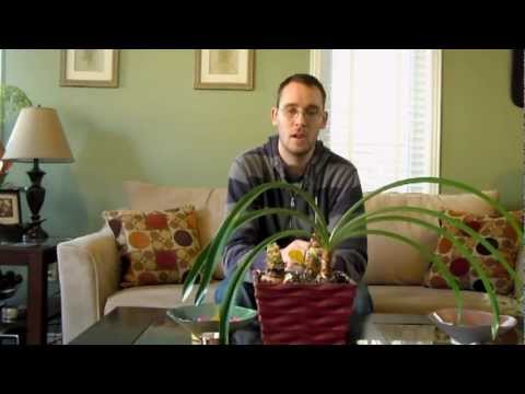 how to fertilize amaryllis plants