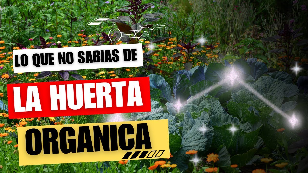 Porque debemos tener nuestra huerta orgánica? #vidadecampo