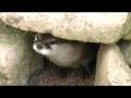 An Otter Playing Peek-A-Boo
