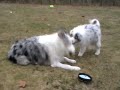 Merlin & Mio busar i trädgården