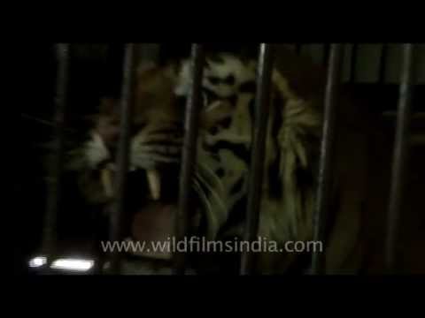 roar - Caged man-eater! Tiger growling inside cage, after having been captured for having killed a village woman who was cutting grass... This man-eating tiger was ...
