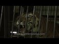 Tiger – roaring