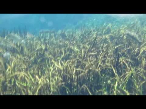 how to control eelgrass