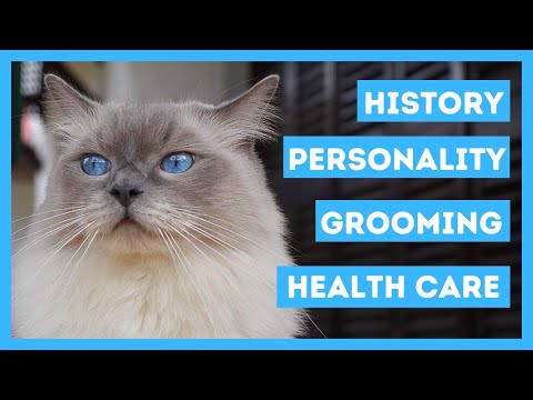 Ragdoll cat 101 - History, Personality, Grooming & Health care