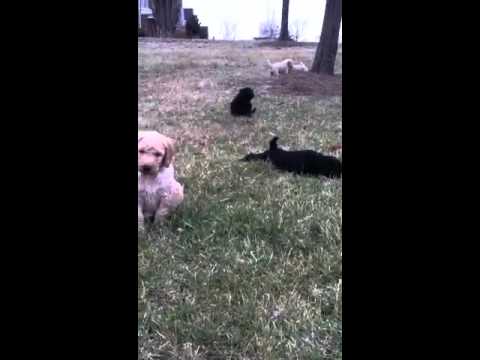 Puppies Potty Training