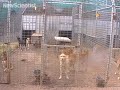 Видеоновость Умная собака динго / The smart dingo | Приколы с собаками | Смотреть онлайн