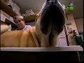 Breed All About It - Shar Pei Breed All About It - Shar Pei