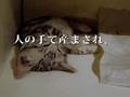 アニマルライツ(動物の権利）