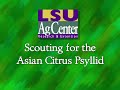 How to Scout for the Asian Citrus Psyllid