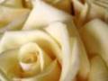 Los Consentidos De Tierra Caliente Golpes Y Besos Official Music Video and Lyrics