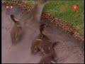 help for ducklings help for ducklings