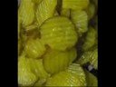 PICKLES!!!