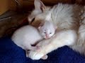 Katzenbaby mit Mama