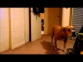 My dog Mace sneaking