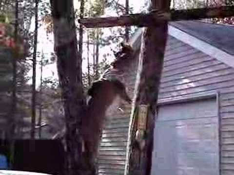 Redneck deer skinning gone wrong