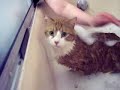 Plue getting a bath