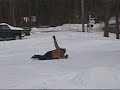 Charles Gushue City