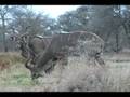 Kudu Nightmare