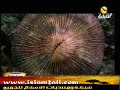 recitation of the Qur\