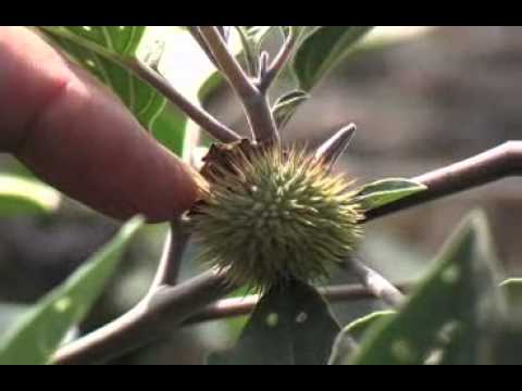 how to grow jimson weed