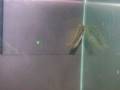 videos de My 1.5 inch flowerhorn