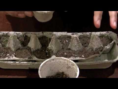 how to transplant seeds after germination