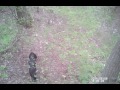 Awesome Feral Hog Hunting Video.