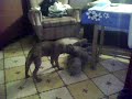Miren como mi perro se tira a su peluche, escenas duras de sexo