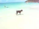 Dogs of Antigua