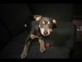 Dancing Dogs (aka Dancing Doggies)